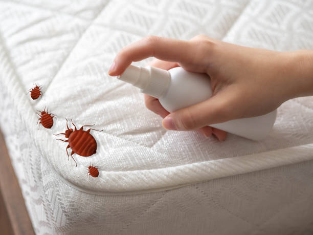 Best Flea Control Services  in Woodcrest, CA
