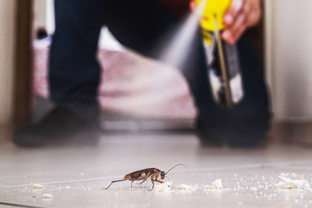 Best Bed Bug Extermination  in Woodcrest, CA