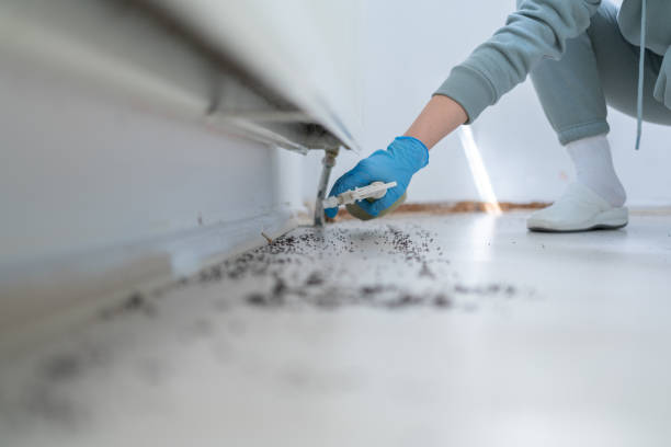 Best Mosquito Control Services  in Woodcrest, CA
